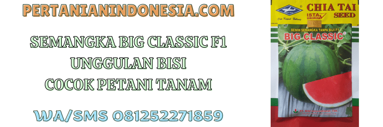 semangka,big classic,f1,bisi,chia tai seed,pertanian indonesia